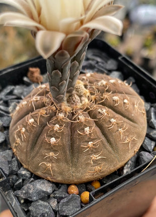 Gymnocalycium ragonesei