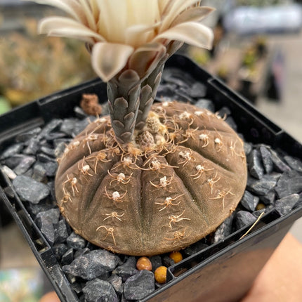 Gymnocalycium ragonesei