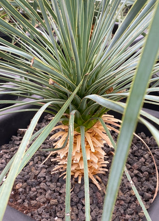 Yucca rostrata