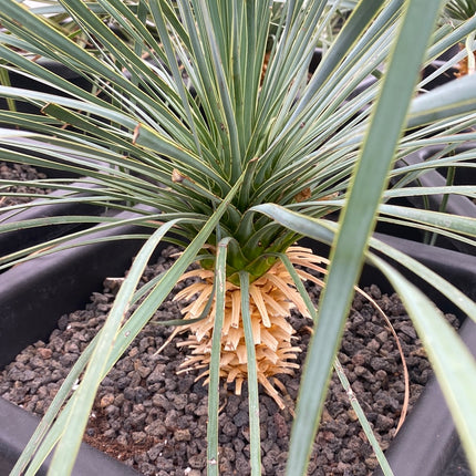 Yucca rostrata