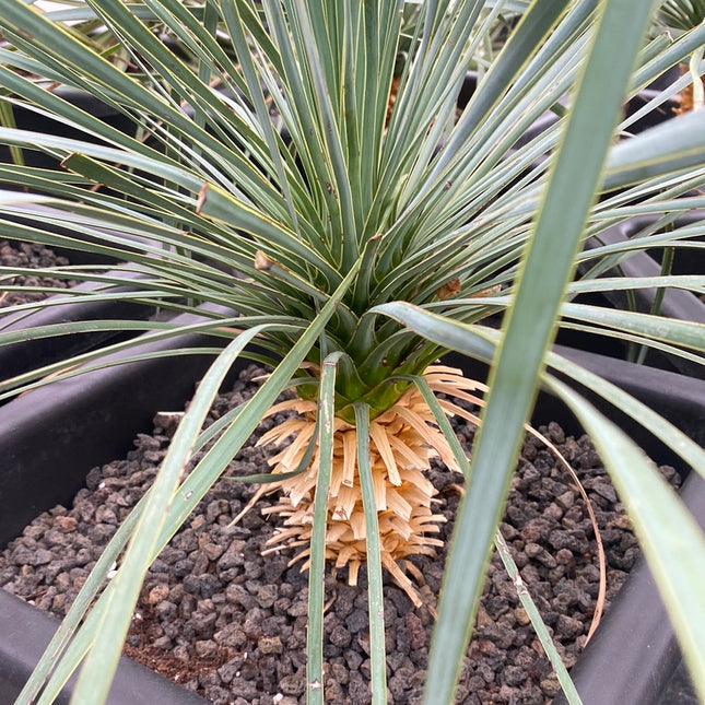 Yucca rostrata