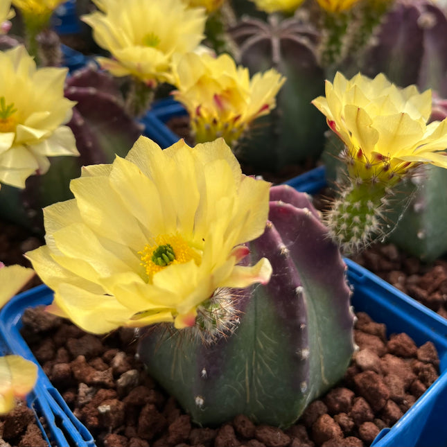 Echinocereus subinermis
