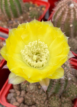 Lobivia aurea var. shaferi 