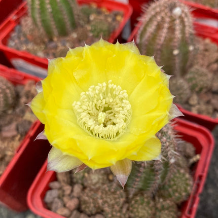 Lobivia aurea var. shaferi 