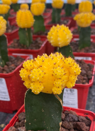 Grafted Gymnocalycium mihanovichii