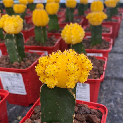 Grafted Gymnocalycium mihanovichii