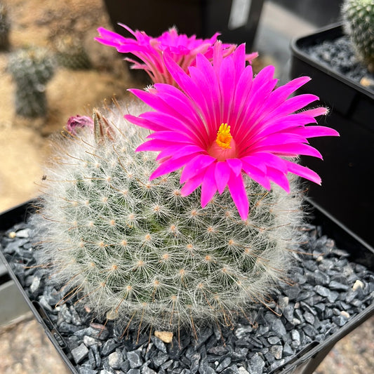 Mammillaria gueizowiana