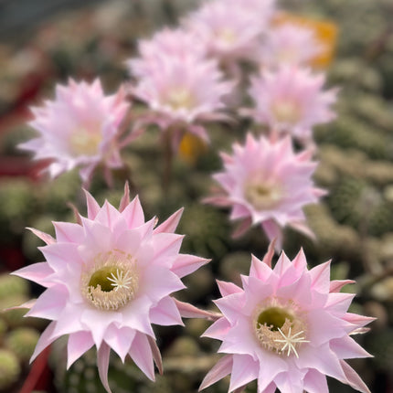 Echinopsis oxygona