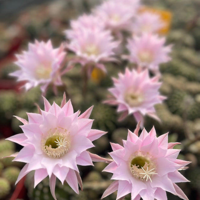 Echinopsis oxygona 