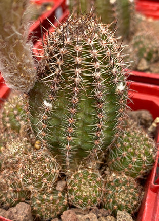 Lobivia aurea var. shaferi 