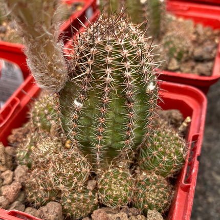 Lobivia aurea var. shaferi 