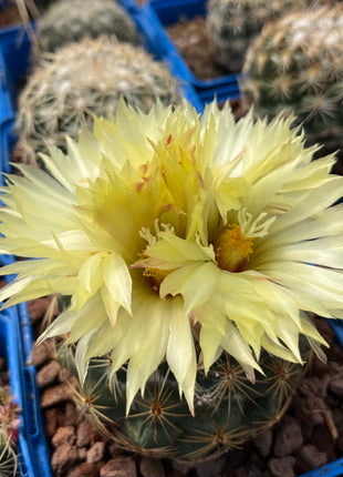 Coryphantha cornifera