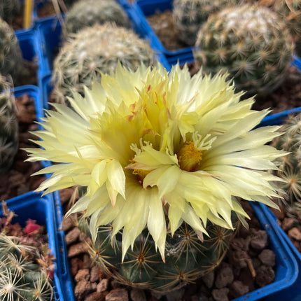 Coryphantha cornifera