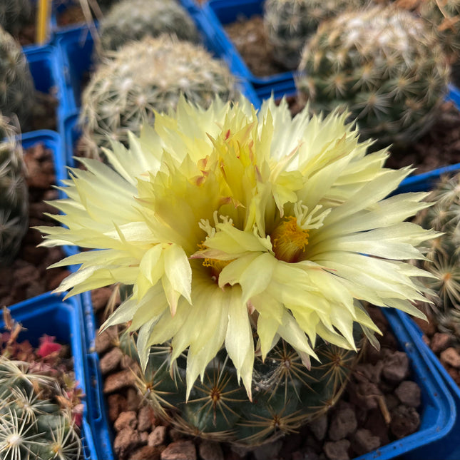 Coryphantha cornifera