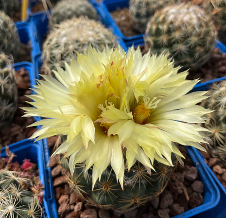 Coryphantha cornifera