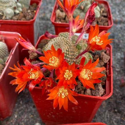 Aylostera cv. sunrise