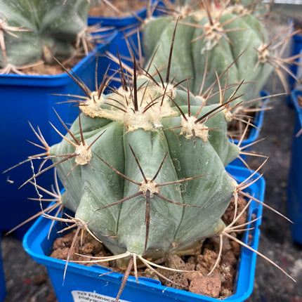 Echinocactus platyacanthus