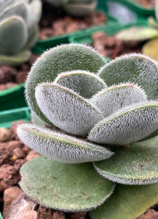 Crassula tomentosa vrendendal