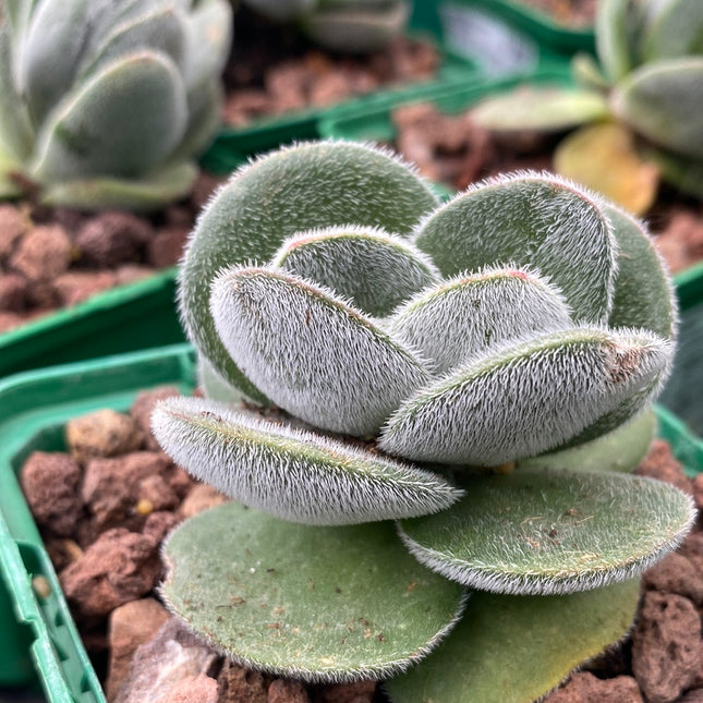 Crassula tomentosa var. tomentosa 'Vrendendal' | Crassula vellutata