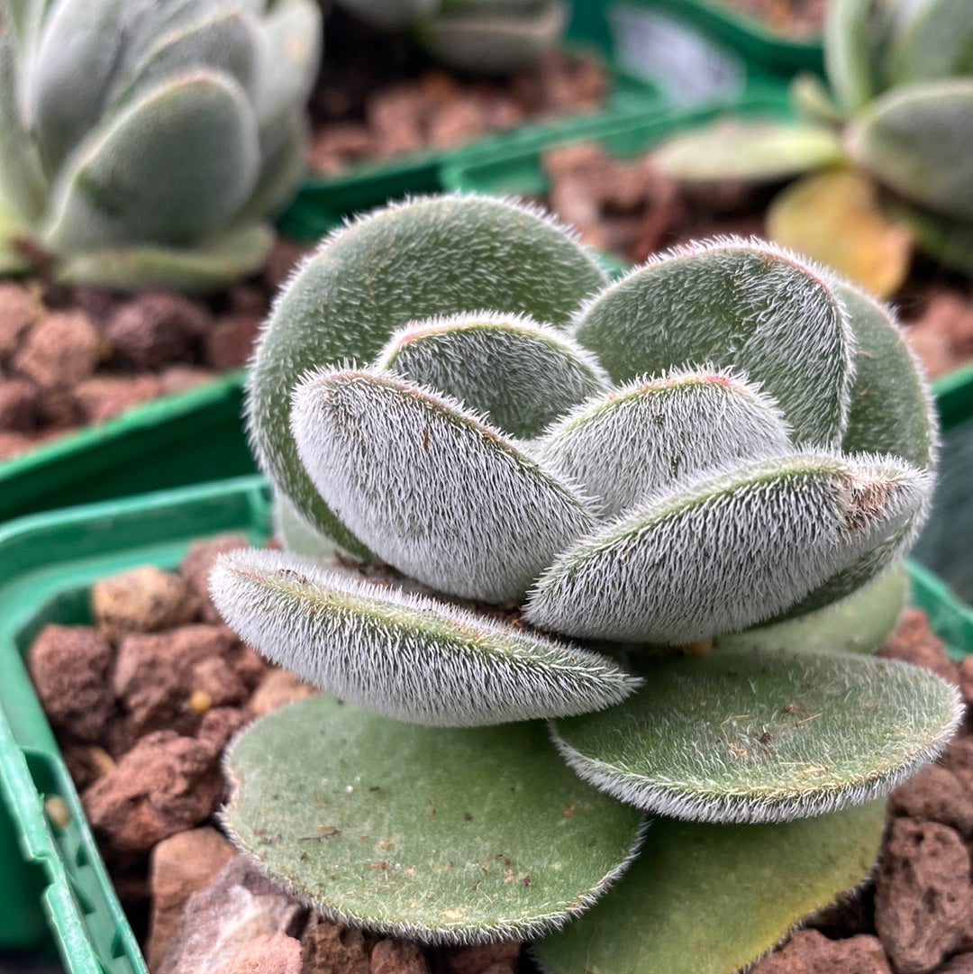 Crassula tomentosa vrendendal