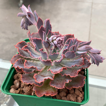 Echeveria 'Neon Breakers'