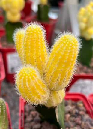 Lobivia silvestrii grafted