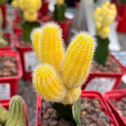 Lobivia silvestrii veredelt