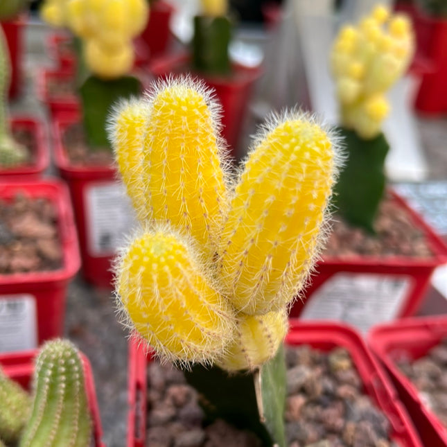 Lobivia silvestrii grafted