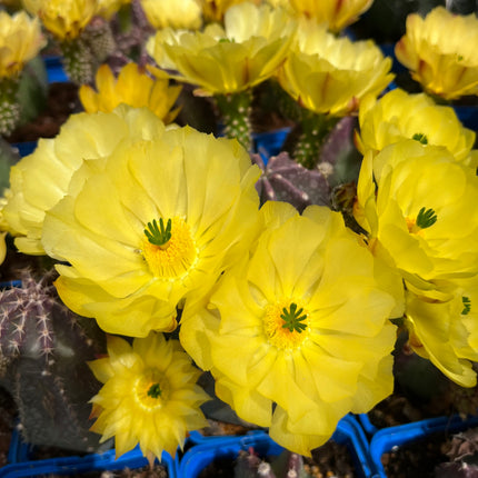 Echinocereus subinermis