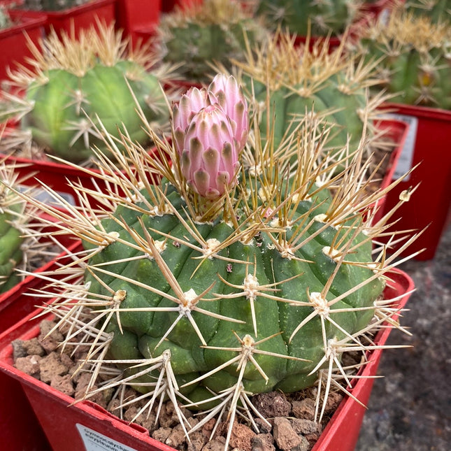 Gymnocalycium eurypleurum