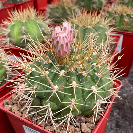 Gymnocalycium eurypleurum