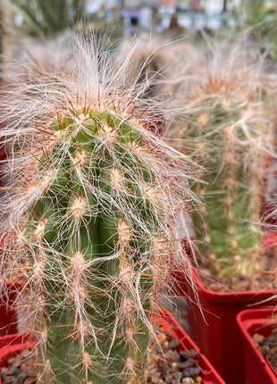 Oreocereus celsianus