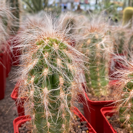 Oreocereus celsianus