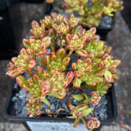 Aeonium sedifolium