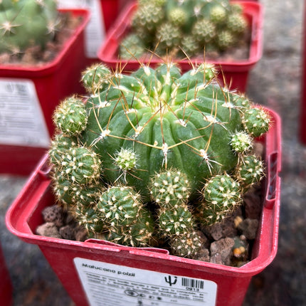 Matucana polzii
