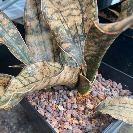 Dracaena pethera ‘Star Canyon Granite’ | Sansevieria 'Star Canyon Granite. Coppertone