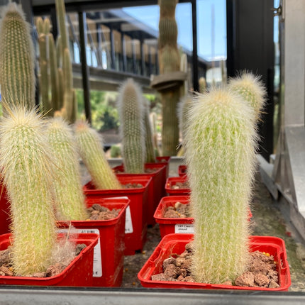 Cleistocactus strausii