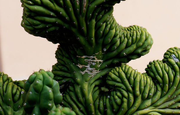 Banner image for: <h2><strong>Fáciles de cuidar</strong></h2>