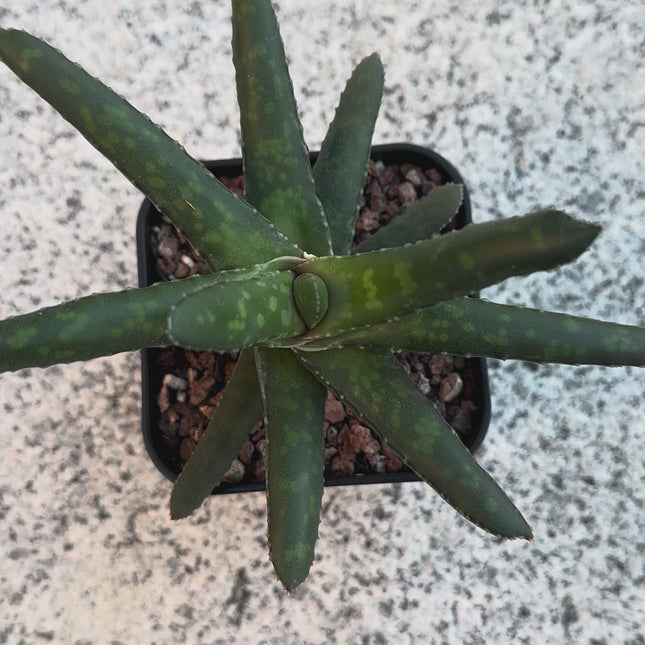 Gasteria rawlinsonii 'Stair Case' | Gasteria escalera de Baviaanskloof