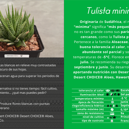 Tulista minima var. poellnitziana