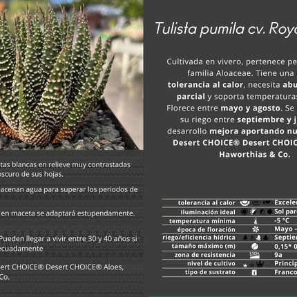 Tulista pumilla 'Royal Albert'