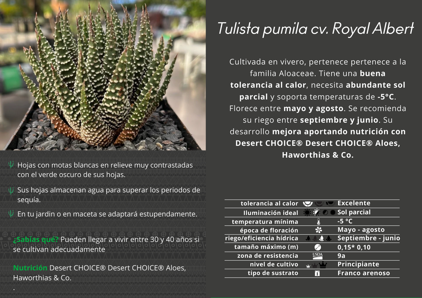 Tulista pumilla 'Royal Albert'