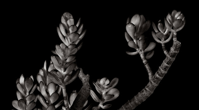 <h2><span style="text-decoration:underline">Novedades</span></h2>