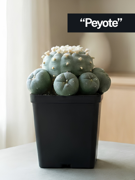 Cactus “Wixa”