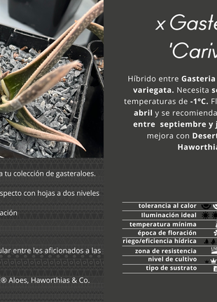 x Gasteraloe ‘Carivarie’