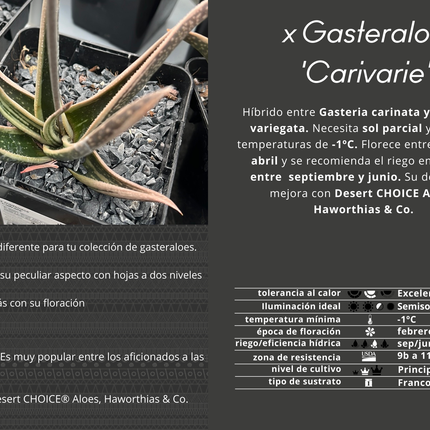 x Gasteraloe 'Carivarie'