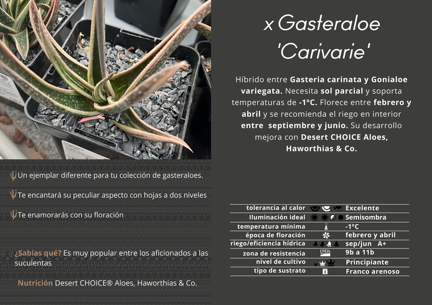 x Gasteraloe 'Carivarie'