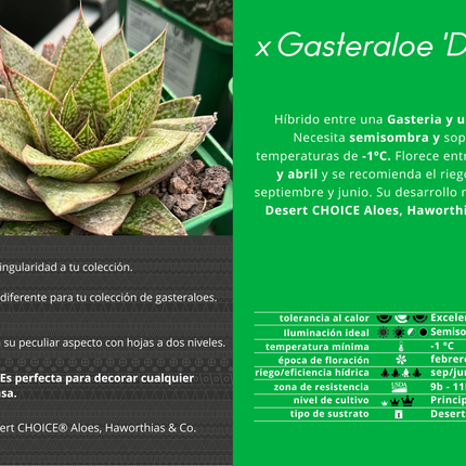x Gasteraloe 'D Due'