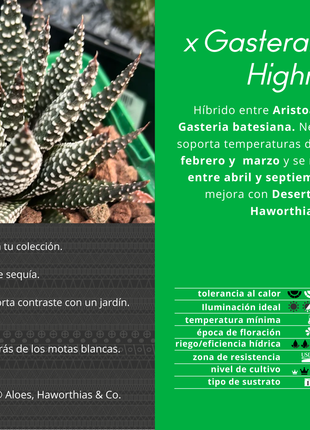 x Gasteraloe 'Royal Highness'