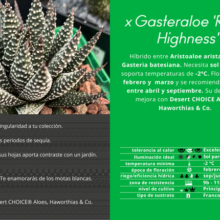 x Gasteraloe 'Königliche Hoheit'